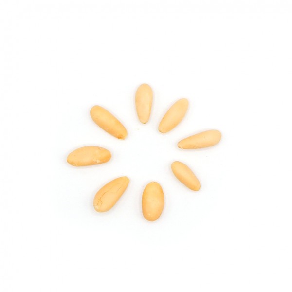 Pinienkerne
